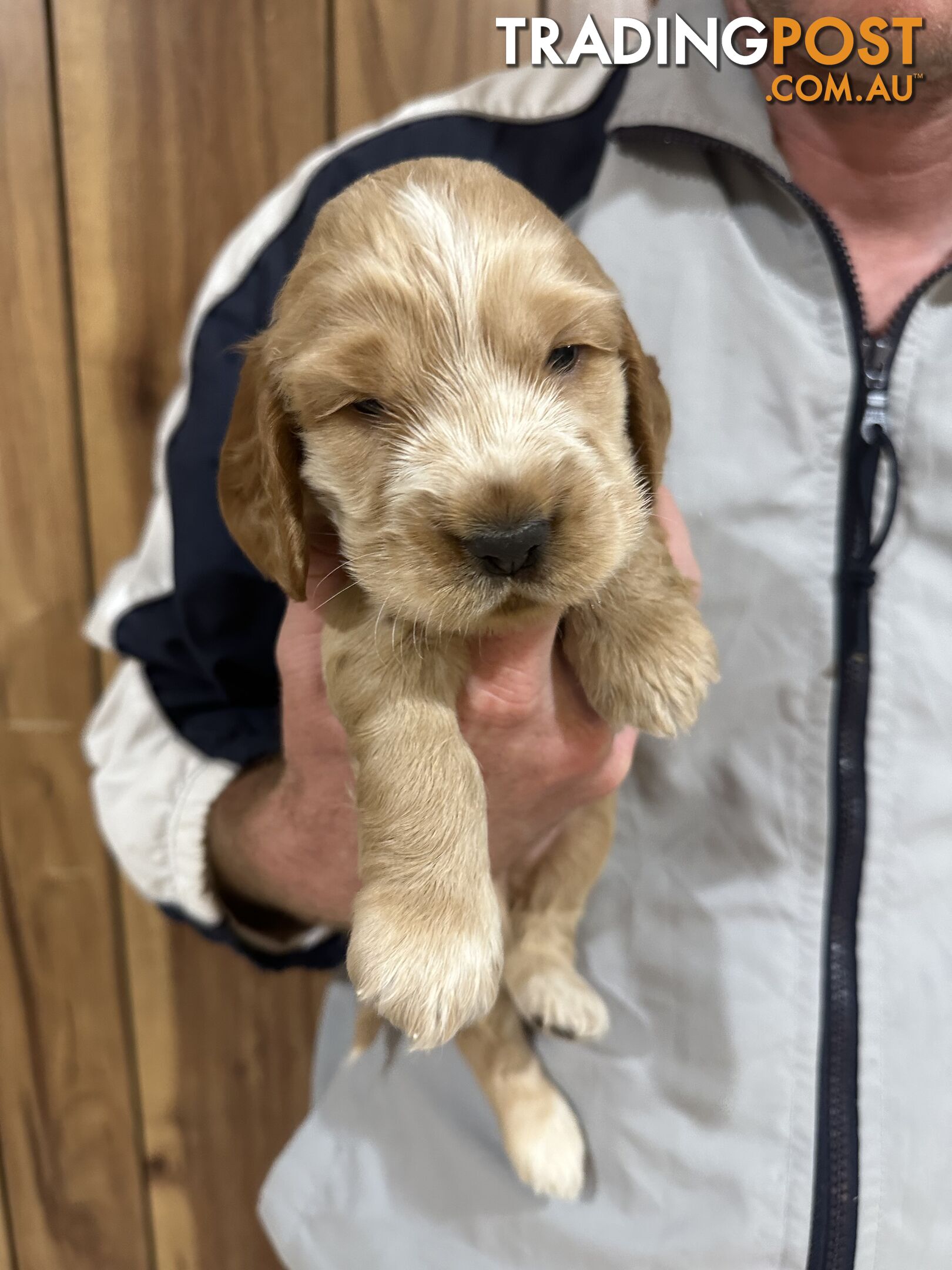 Cocker Spaniel Puppies Pure Bred RBPA Registered Program