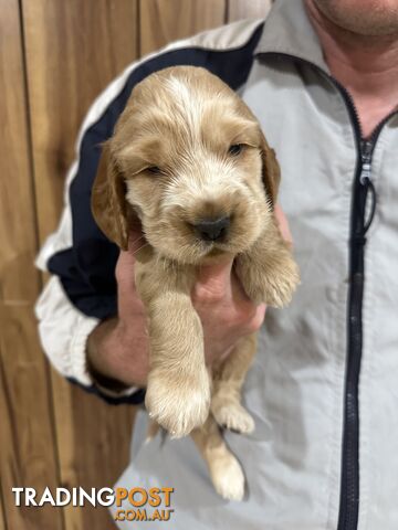 Cocker Spaniel Puppies Pure Bred RBPA Registered Program