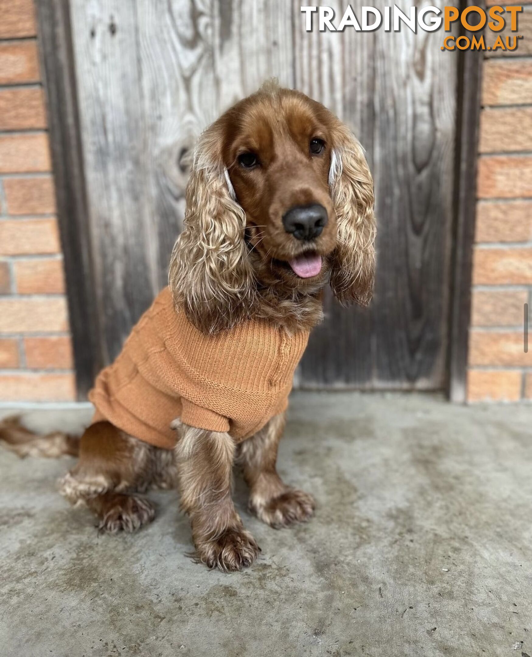 Cocker Spaniel Puppies Pure Bred RBPA Registered Program