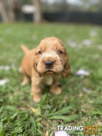 Cocker Spaniel Puppies Pure Bred RBPA Registered Program