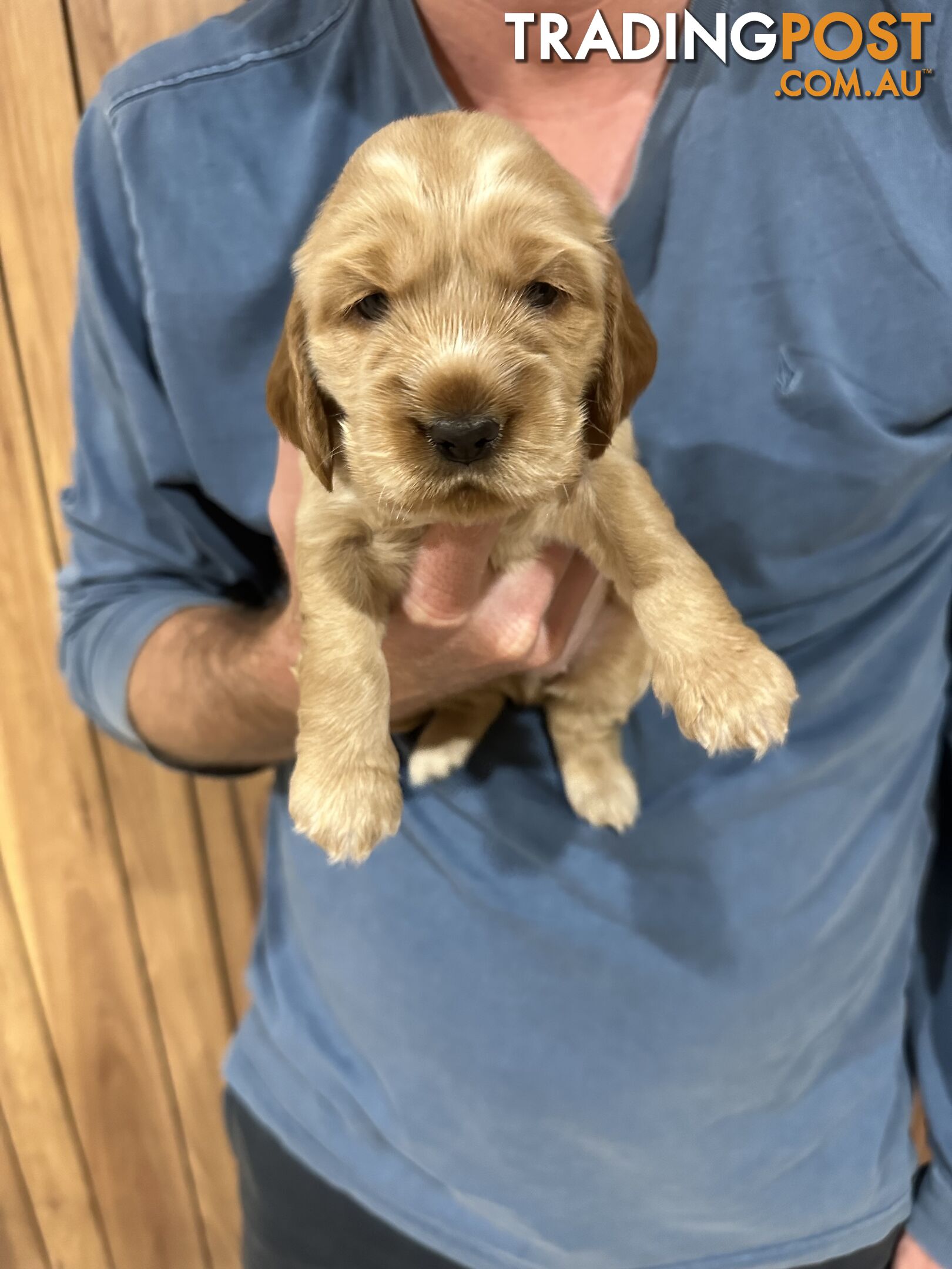 Cocker Spaniel Puppies Pure Bred RBPA Registered Program