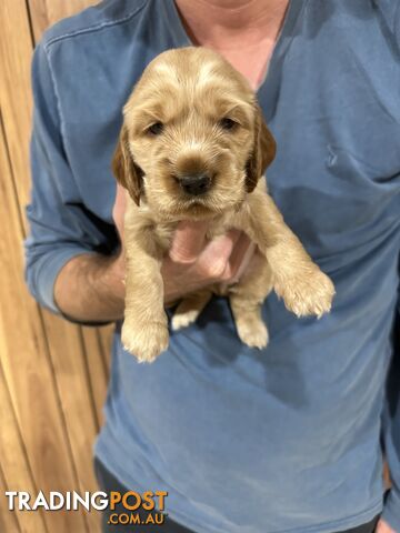 Cocker Spaniel Puppies Pure Bred RBPA Registered Program