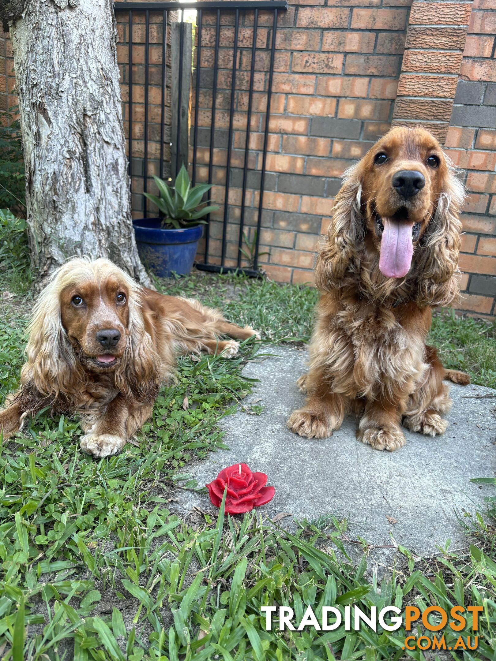 Cocker Spaniel Puppies Pure Bred RBPA Registered Program