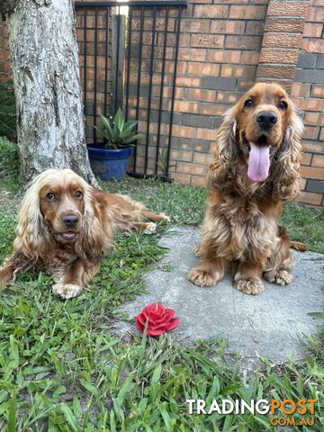 Cocker Spaniel Puppies Pure Bred RBPA Registered Program