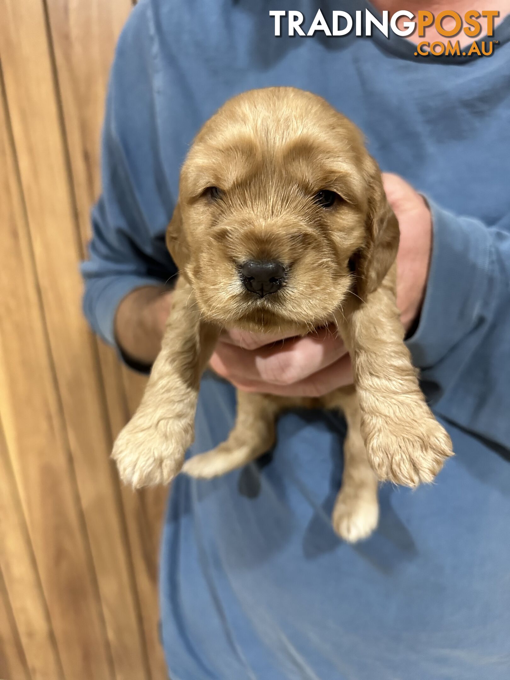 Cocker Spaniel Puppies Pure Bred RBPA Registered Program