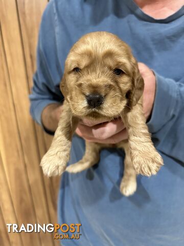 Cocker Spaniel Puppies Pure Bred RBPA Registered Program