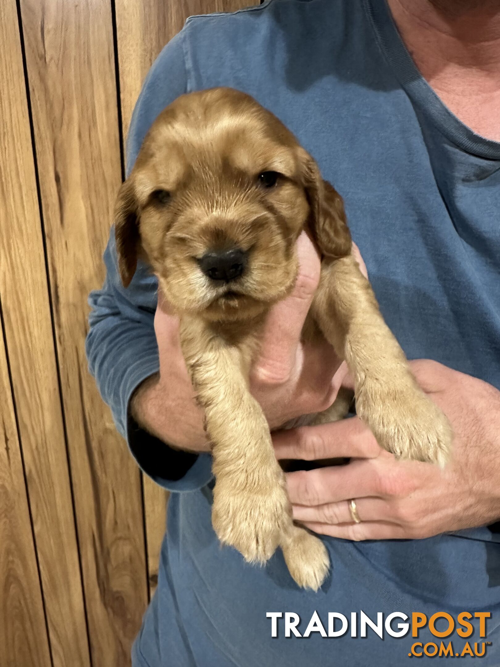 Cocker Spaniel Puppies Pure Bred RBPA Registered Program