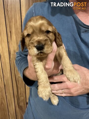 Cocker Spaniel Puppies Pure Bred RBPA Registered Program