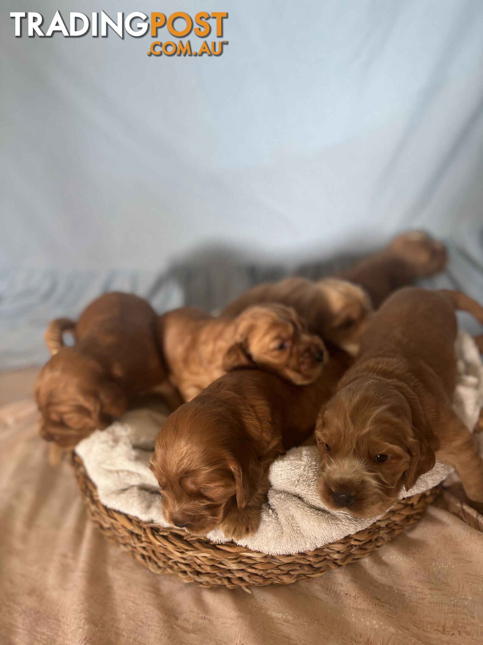 Cocker Spaniel Puppies Pure Bred RBPA Registered Program