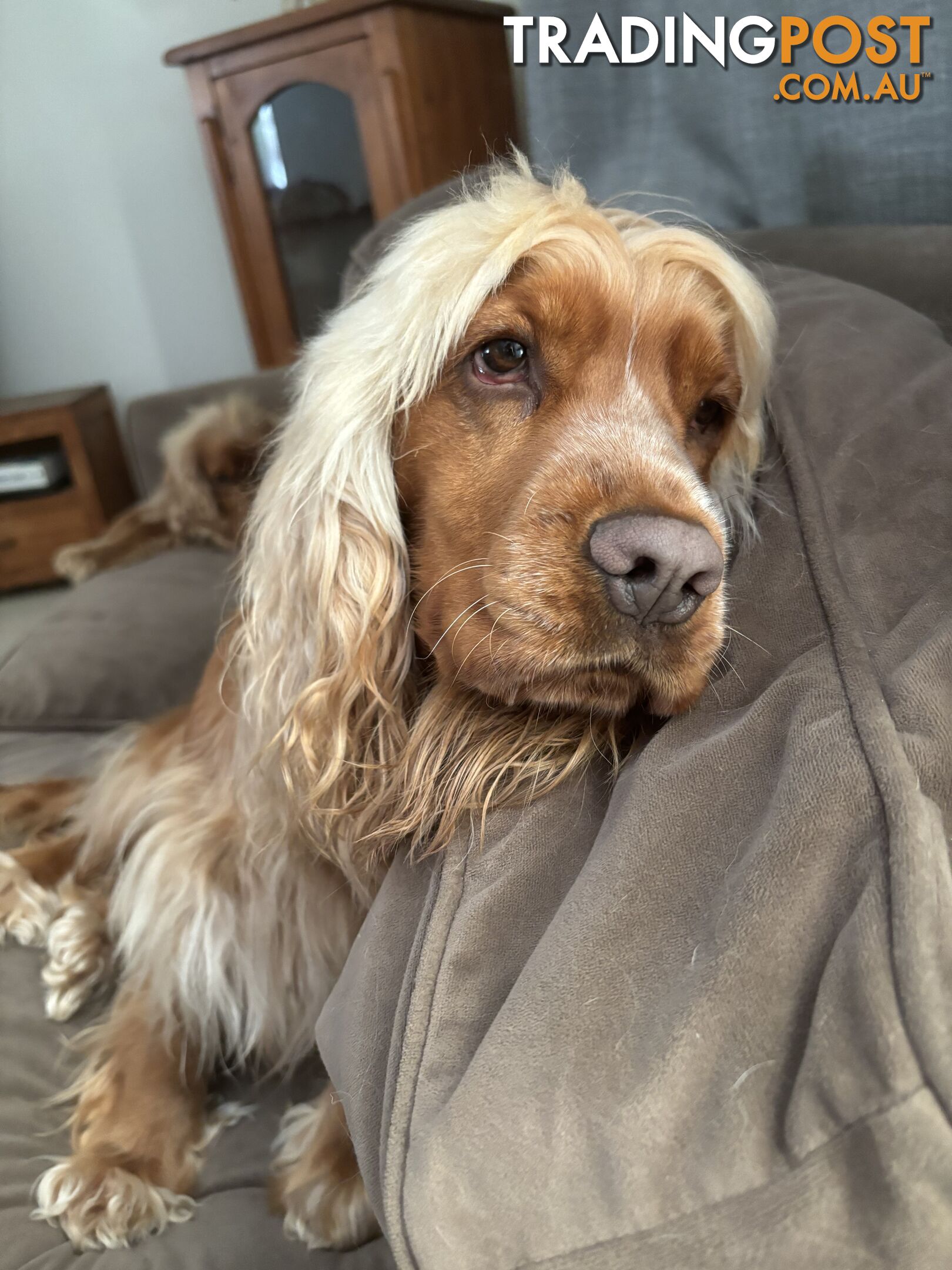 Cocker Spaniel Puppies Pure Bred RBPA Registered Program