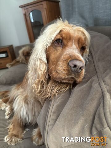 Cocker Spaniel Puppies Pure Bred RBPA Registered Program