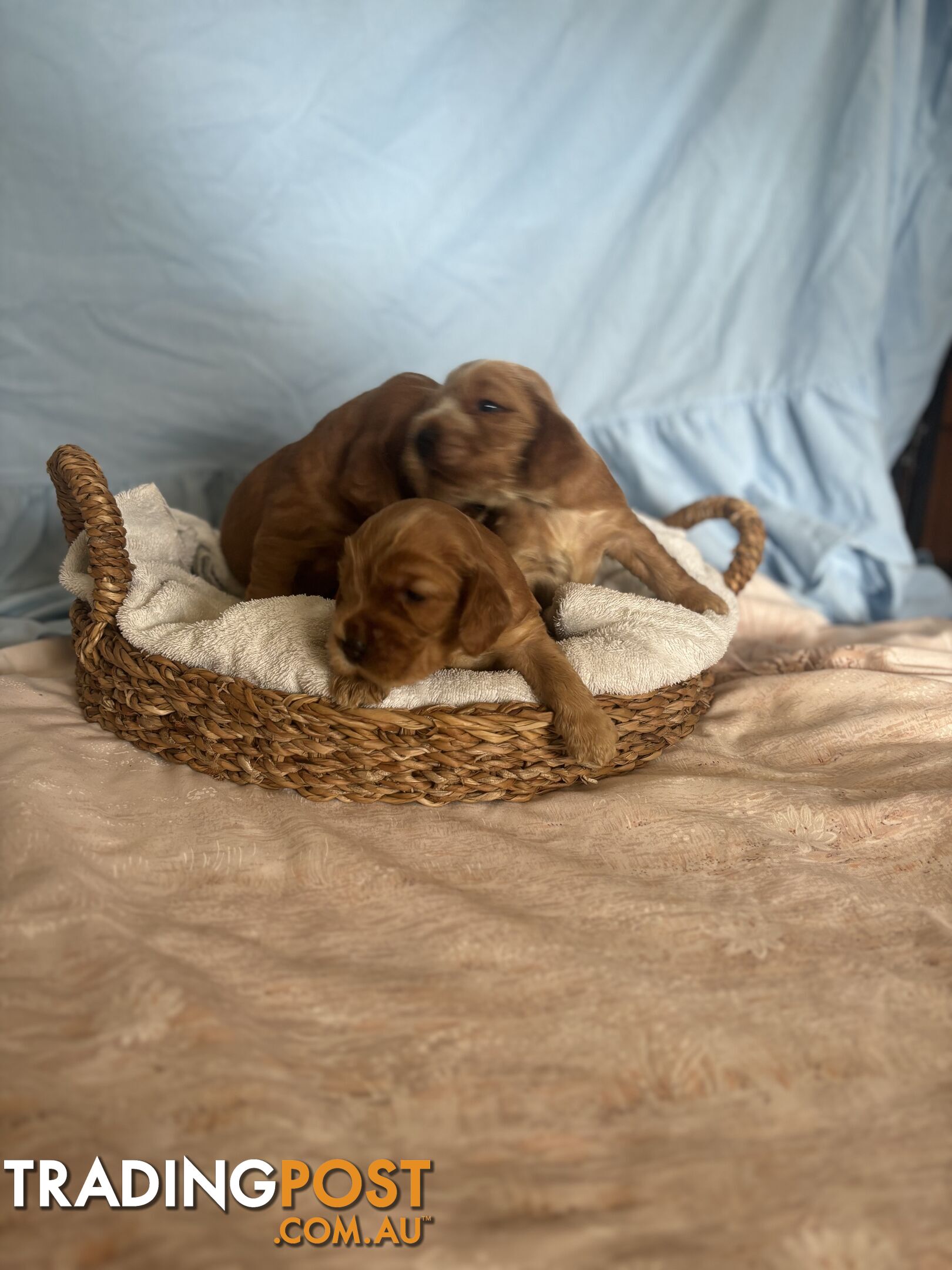 Cocker Spaniel Puppies Pure Bred RBPA Registered Program