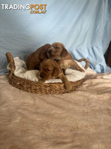 Cocker Spaniel Puppies Pure Bred RBPA Registered Program