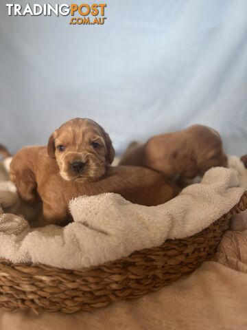 Cocker Spaniel Puppies Pure Bred RBPA Registered Program