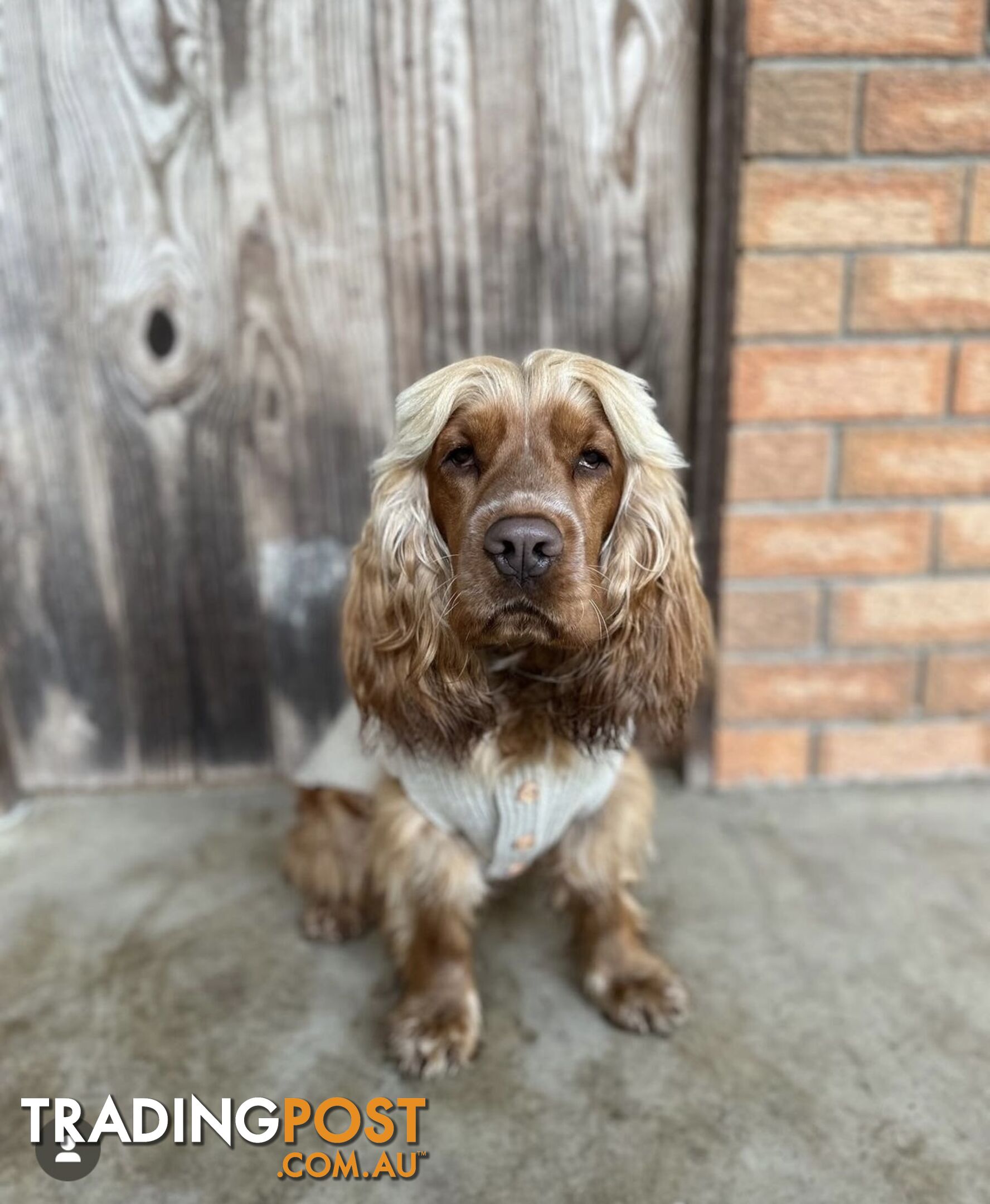 Cocker Spaniel Puppies Pure Bred RBPA Registered Program