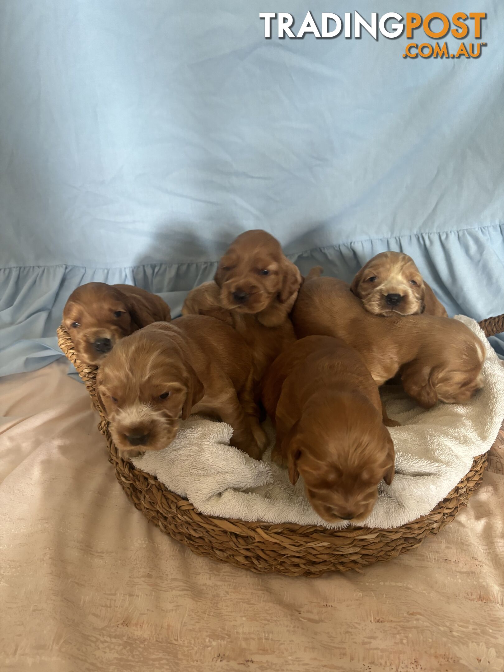 Cocker Spaniel Puppies Pure Bred RBPA Registered Program