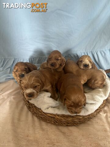 Cocker Spaniel Puppies Pure Bred RBPA Registered Program