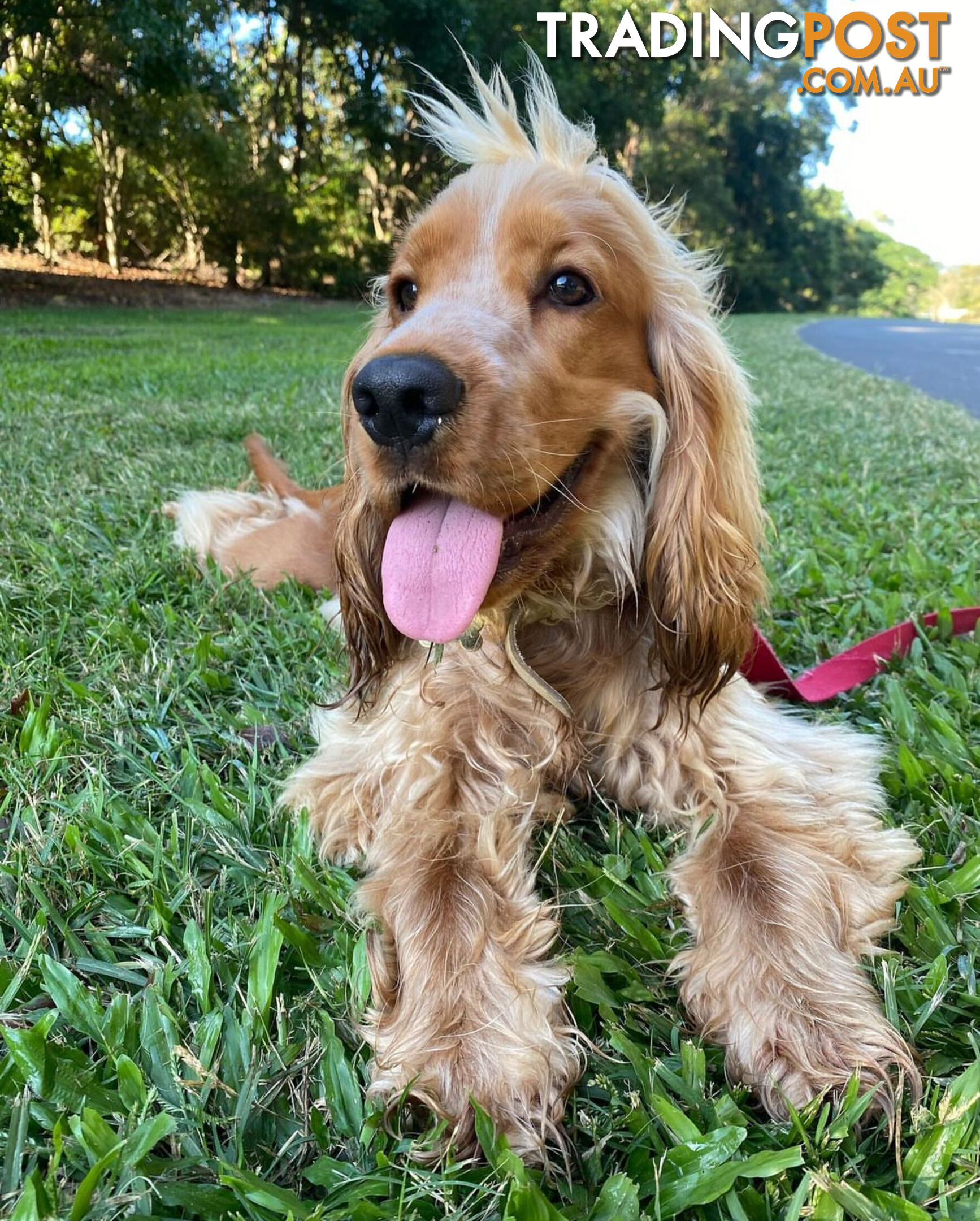 Cocker Spaniel Puppies Pure Bred RBPA Registered Program