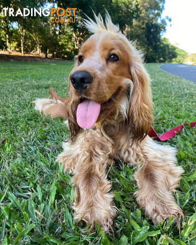 Cocker Spaniel Puppies Pure Bred RBPA Registered Program