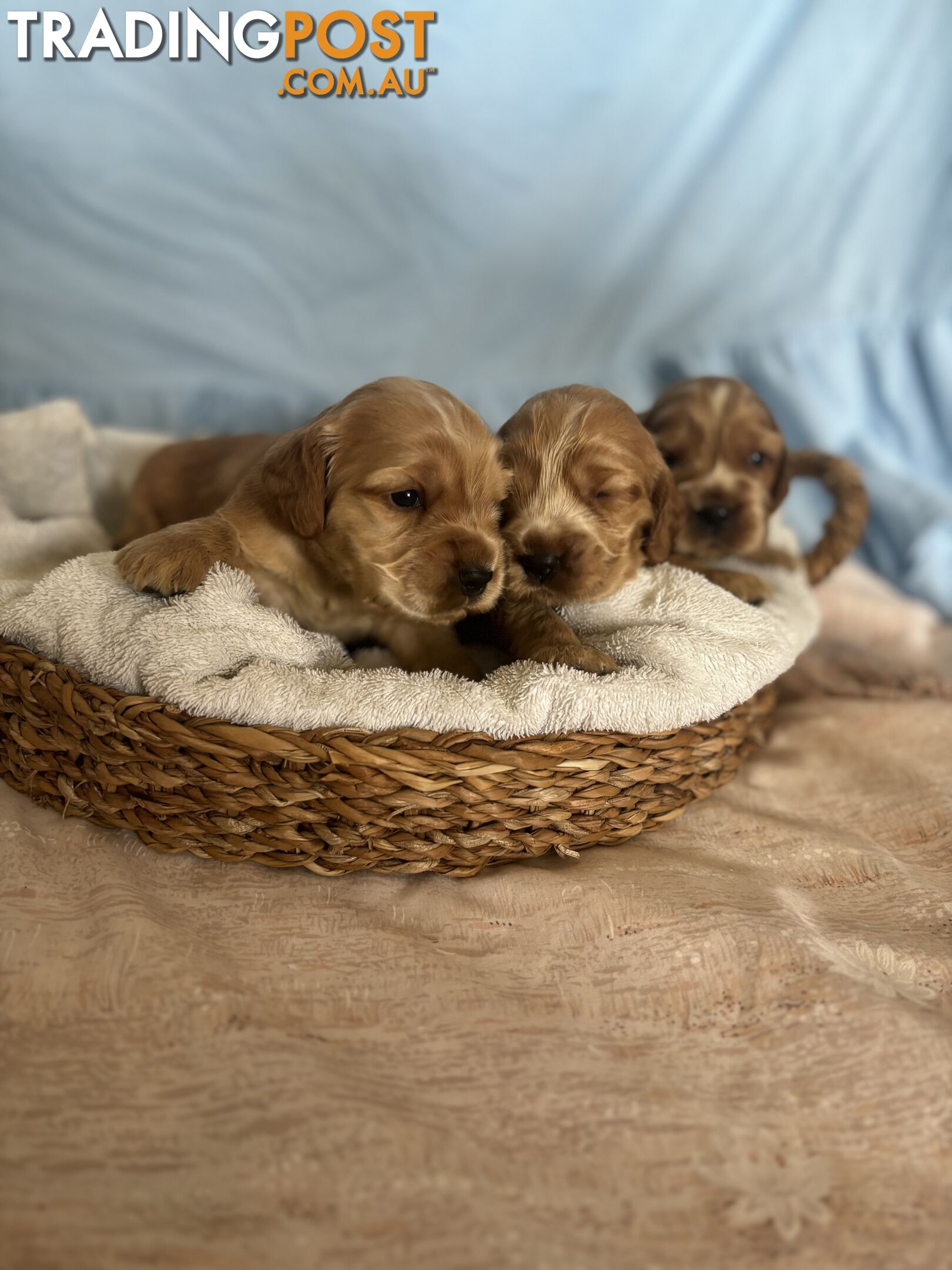 Cocker Spaniel Puppies Pure Bred RBPA Registered Program