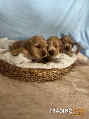 Cocker Spaniel Puppies Pure Bred RBPA Registered Program