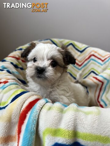 Maltese shih tzu puppies cheap for sale trading post