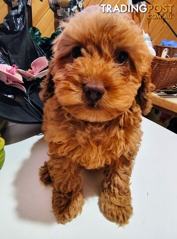 Cavoodle puppy girl
