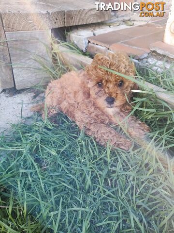 Cavoodle puppy girl