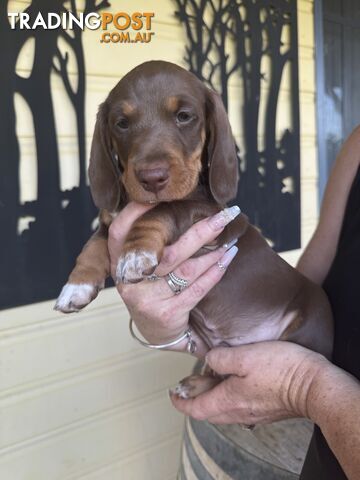 Mini Dachshund puppies