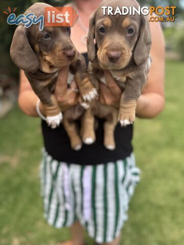 Mini Dachshund puppies