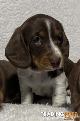 Mini Dachshund puppies