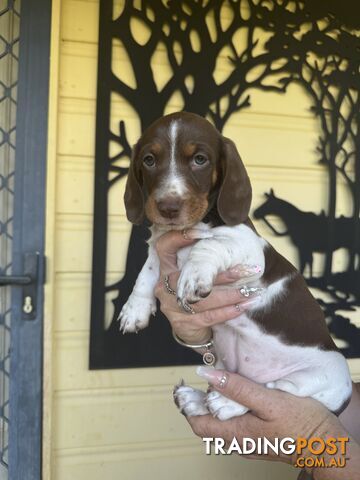 Mini Dachshund puppies