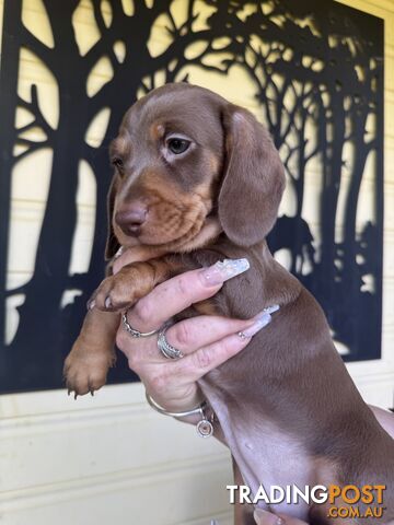 Mini Dachshund puppies