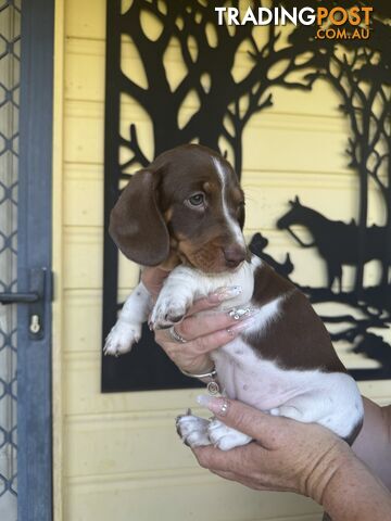 Mini Dachshund puppies