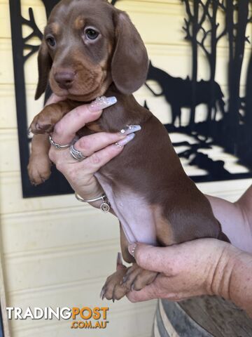 Mini Dachshund puppies