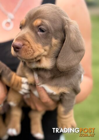 Mini Dachshund puppies