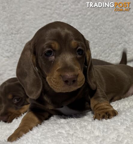 Mini Dachshund puppies