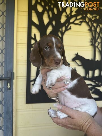 Mini Dachshund puppies