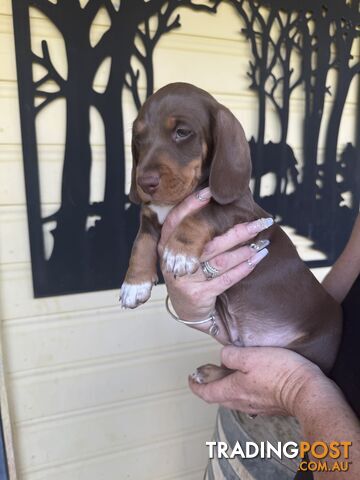 Mini Dachshund puppies