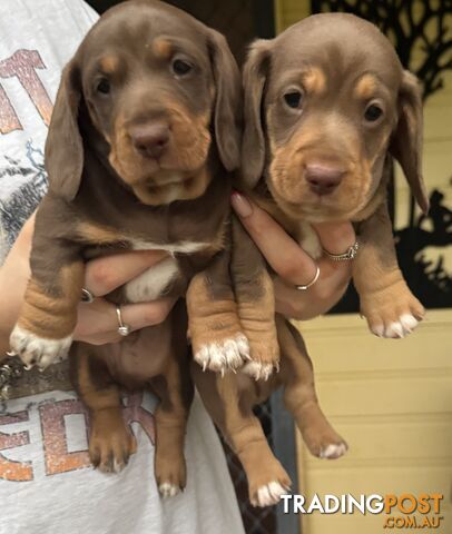 Mini Dachshund puppies