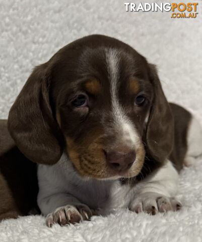 Mini Dachshund puppies