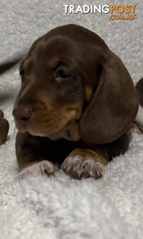 Mini Dachshund puppies