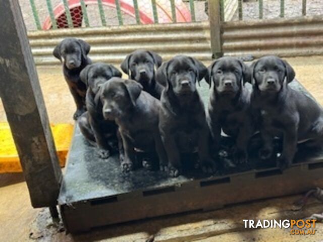 Labrador Puppies Purebred - Wilma's Pups Ready to leave