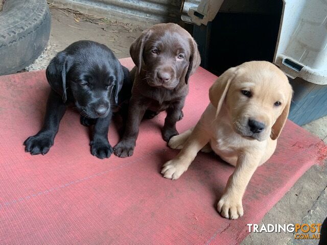 26 Labrador Retriever Puppies in Australia