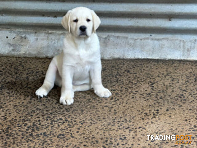 Purebred Labrador Puppies Mollys DOB 13-05-2024