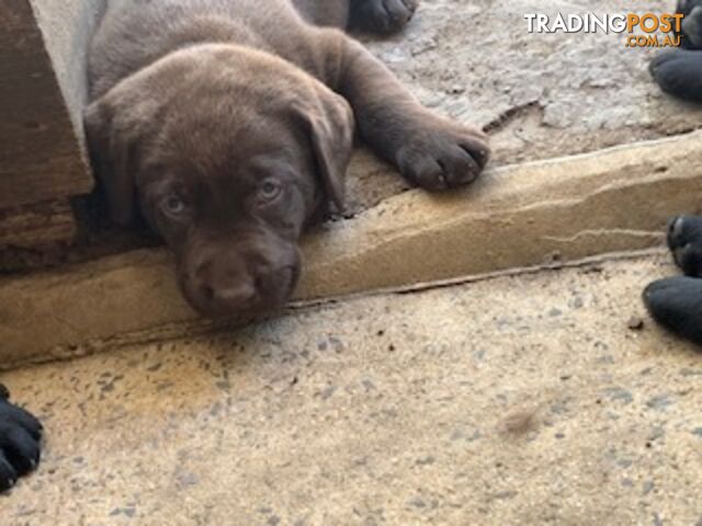 Labrador Puppies Purebred - Adults are hip &amp;amp; elbow scored and full DNA profile..