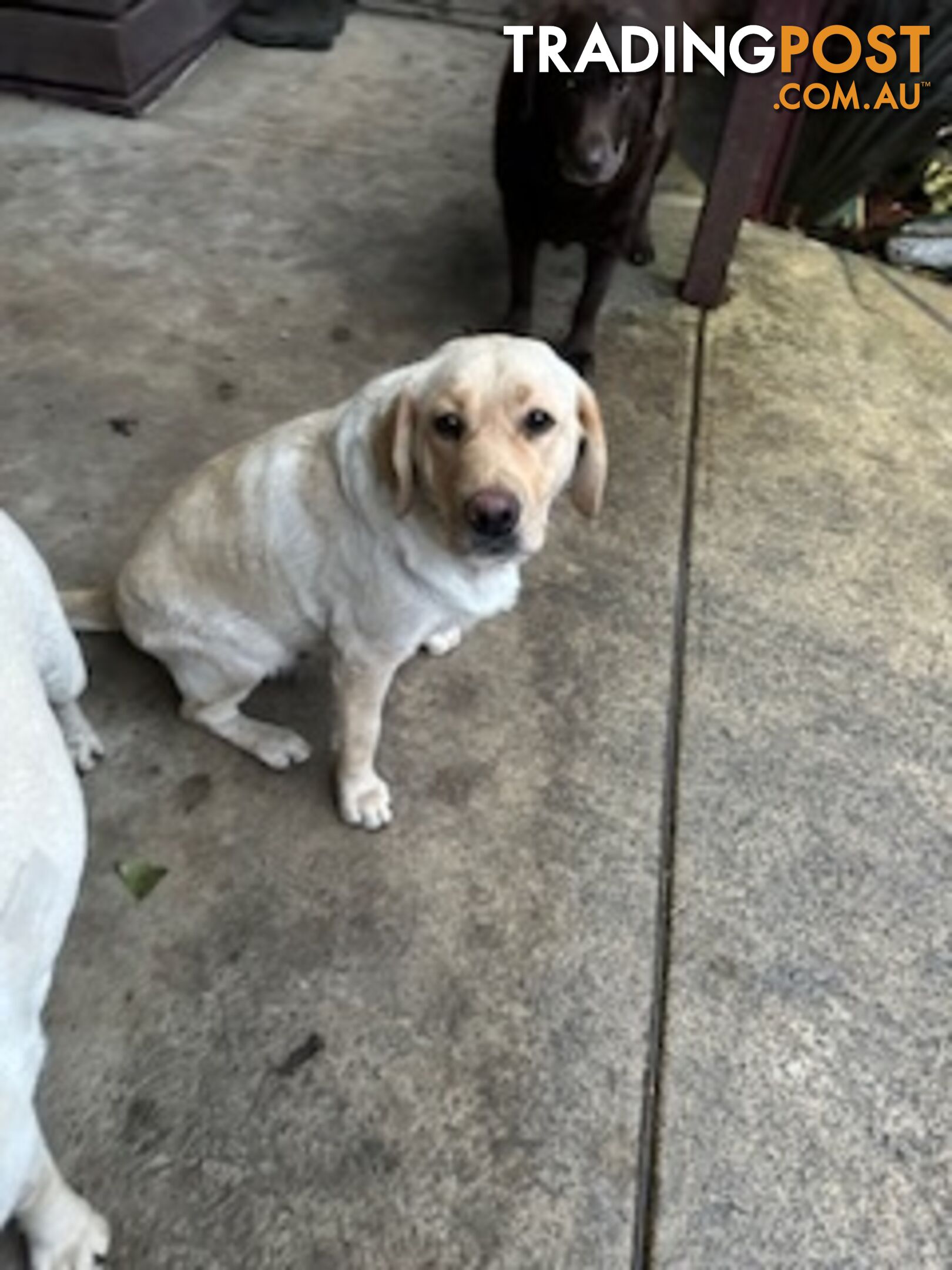 Labrador Puppies Purebred - only 1 gold male available