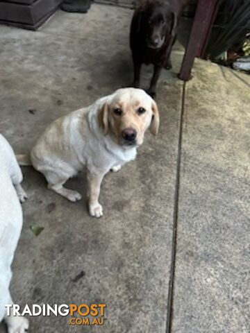 Labrador Puppies Purebred - only 1 gold male available