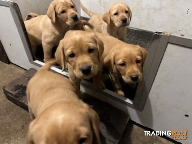 Labrador Puppies Purebred - only 1 gold male available