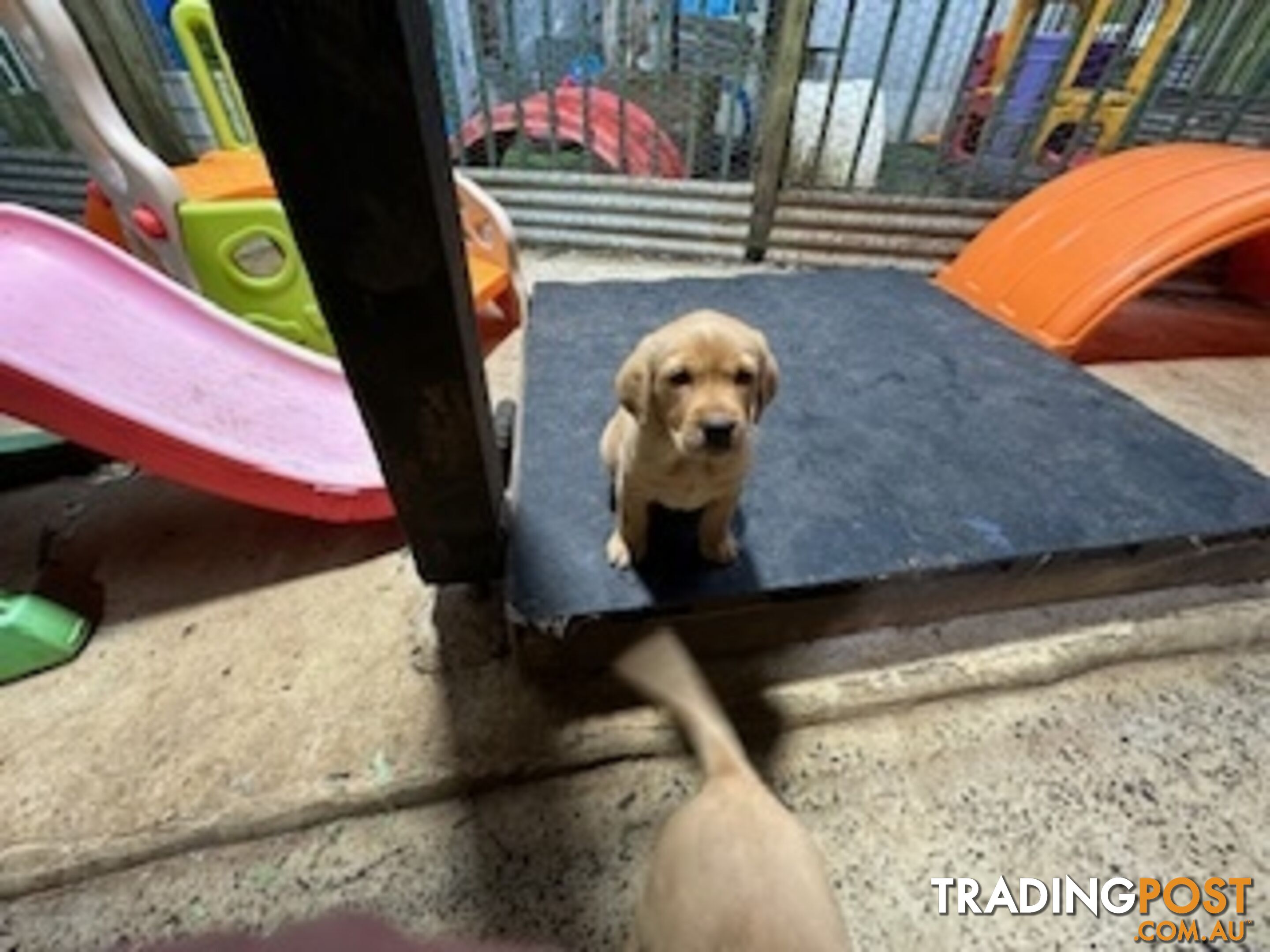 Labrador Puppies Purebred - only 1 gold male available